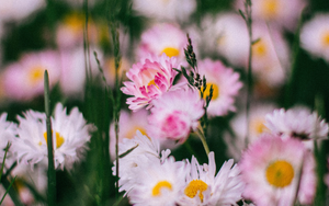 Wildflowers